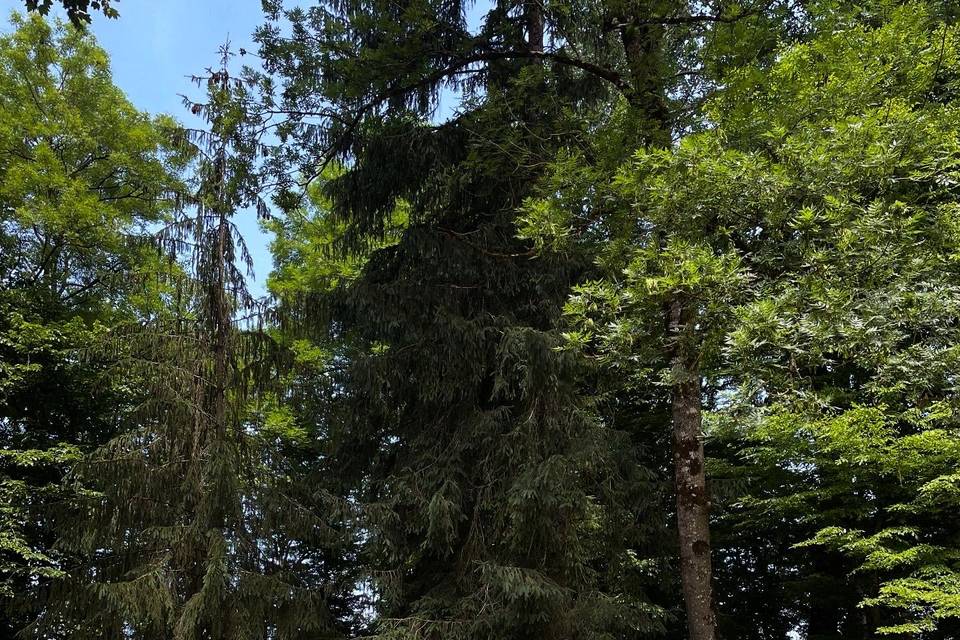 Cérémonie laïque dans le parc