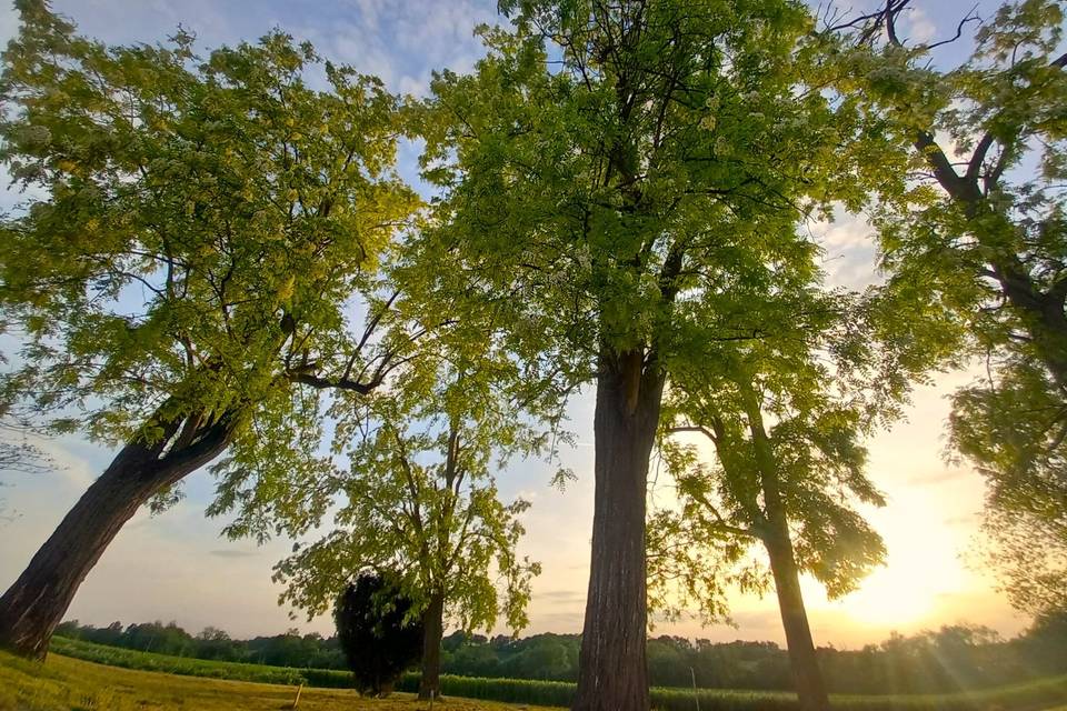 Les grands arbres