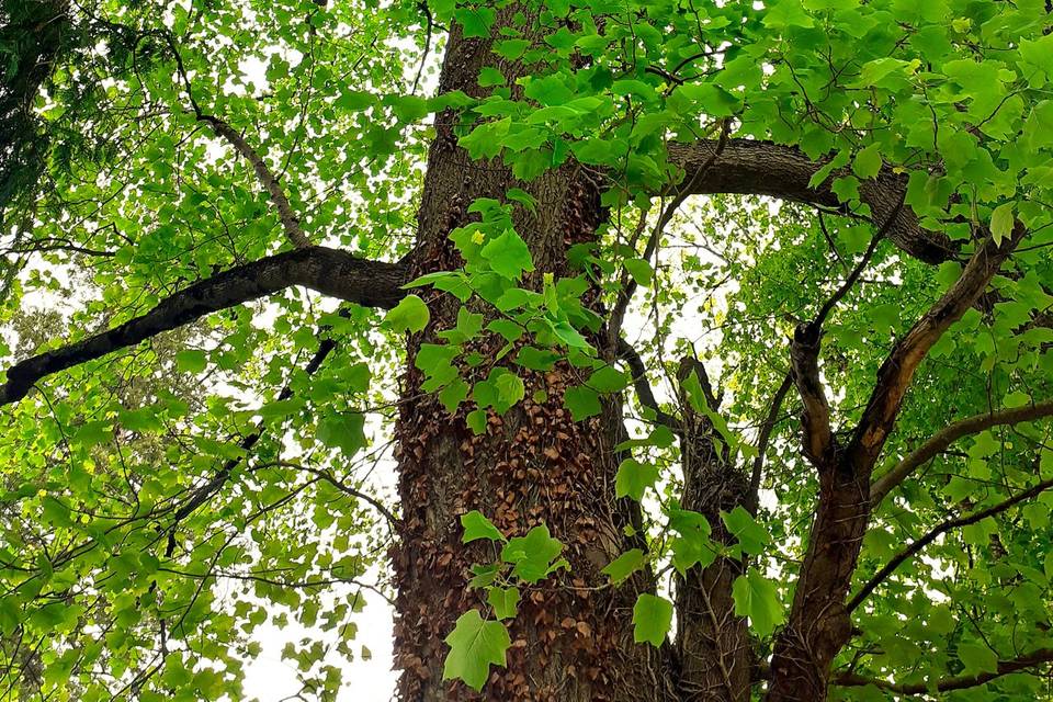Les grands arbres bucoliques