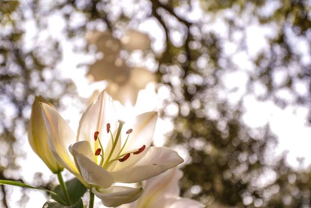 Mariage en Provence