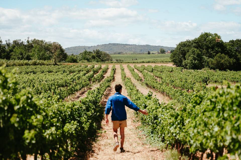 Balade dans les vignes