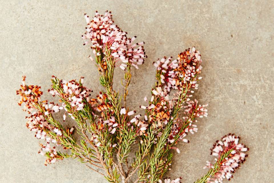 Bouquet fleuri de nos champs