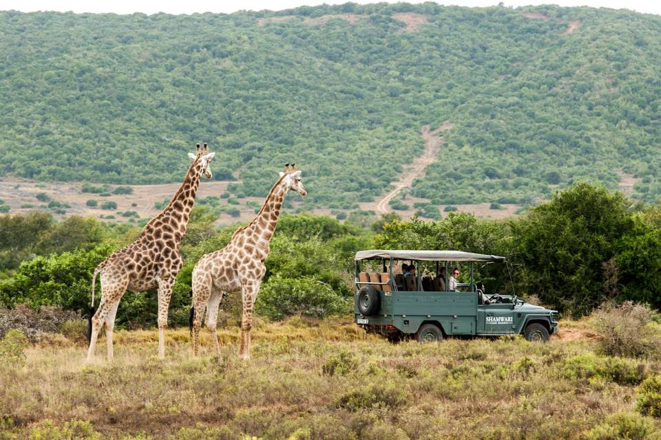 Madikwe Safari Lodge