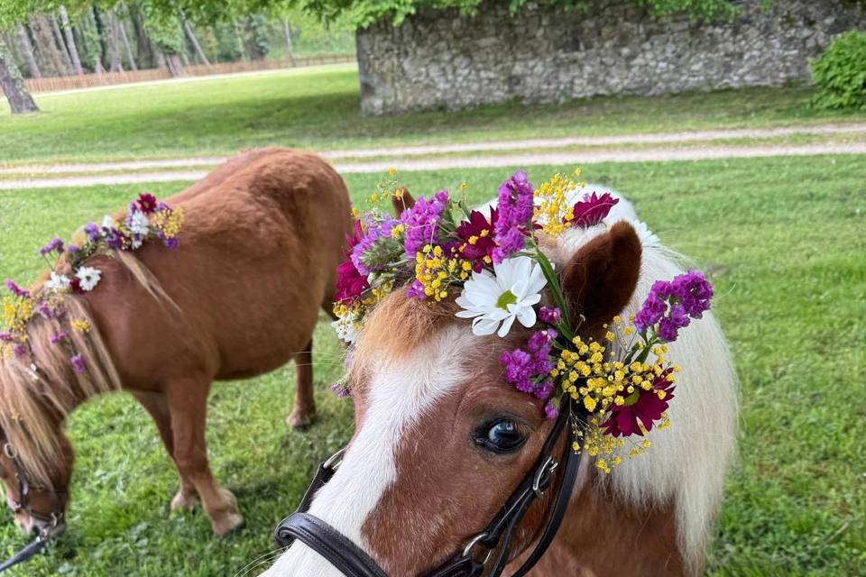 Couronne de poney