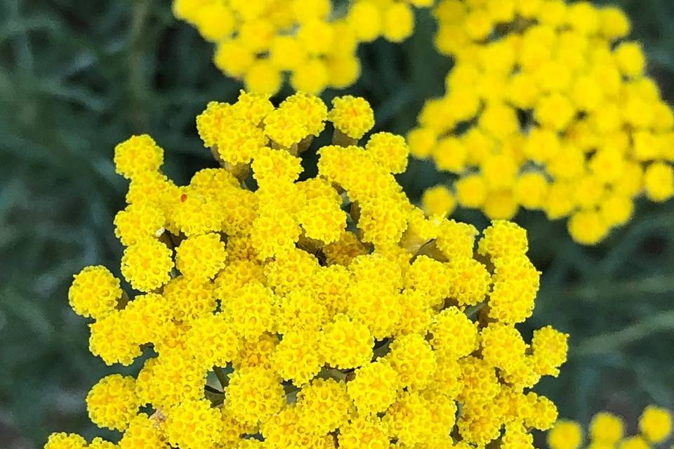 Fleur d'immortelle