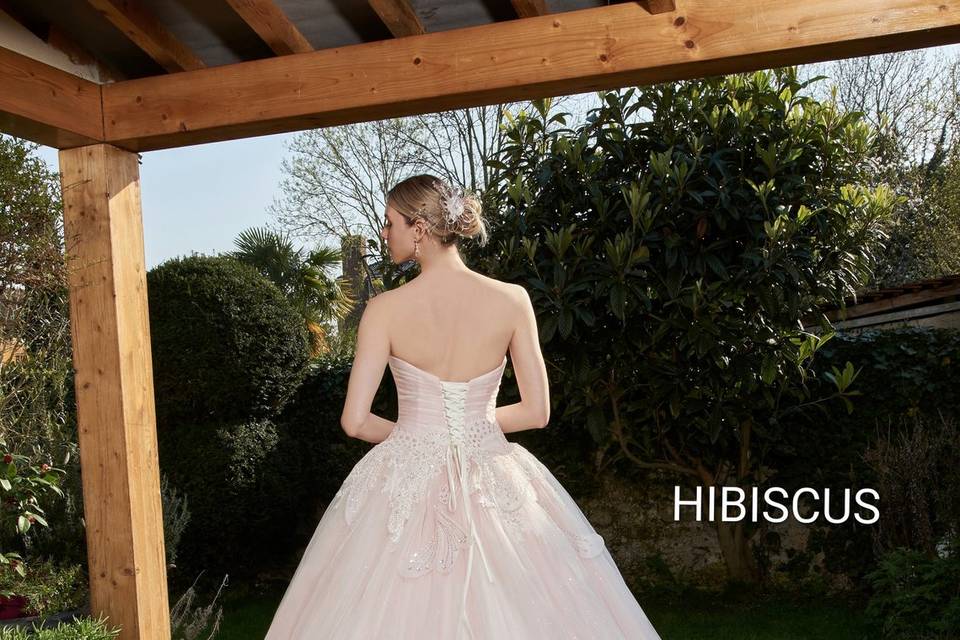 HIBISCUS