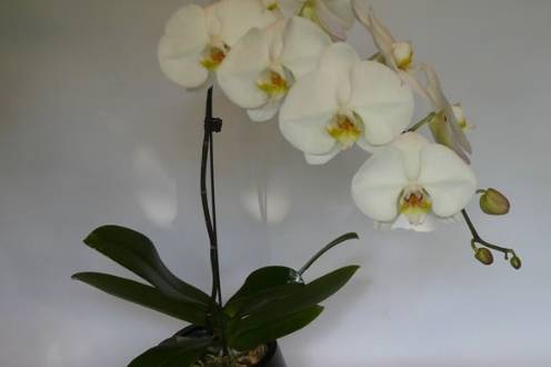 Les orchidées blanches