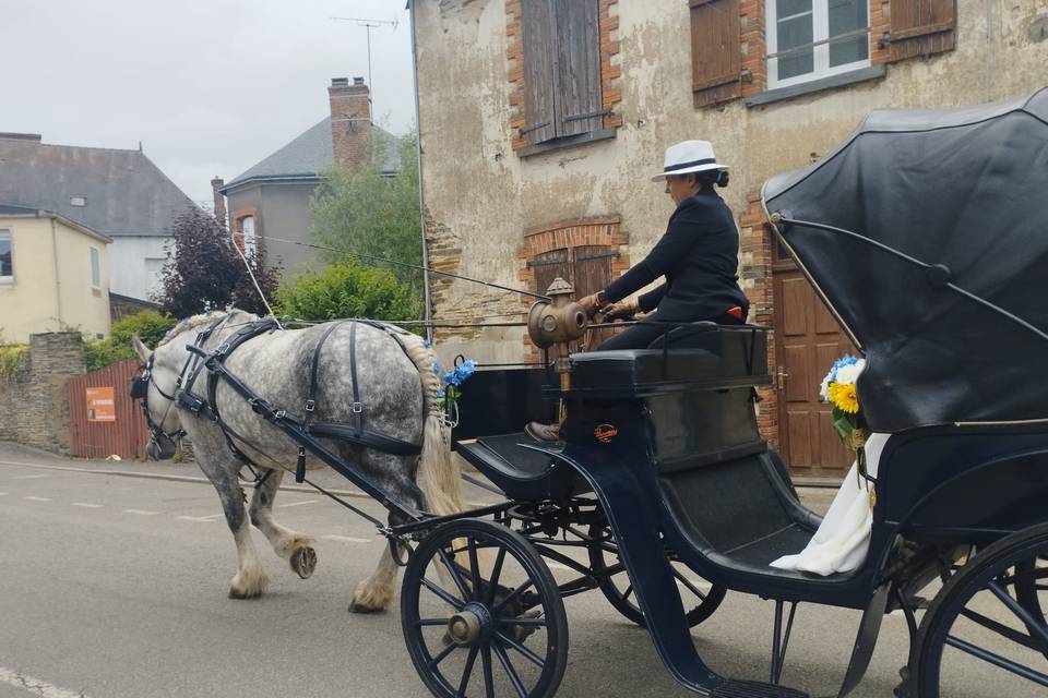 Cheval Diffusion