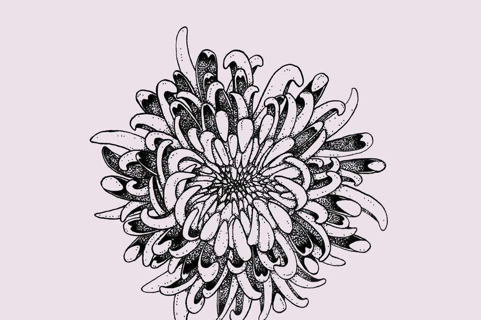 Chrysanthème