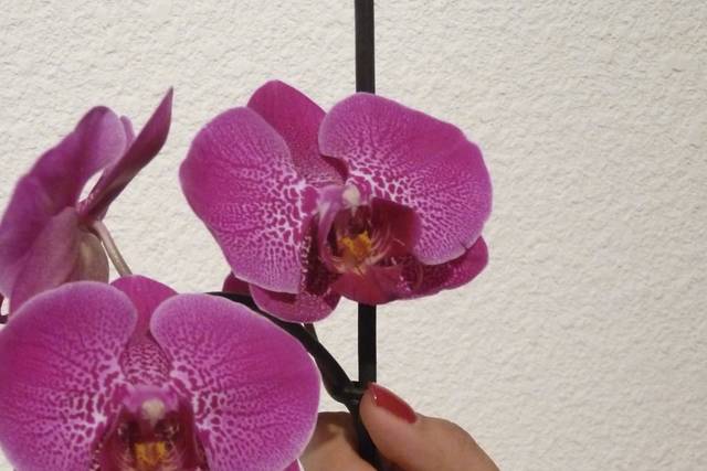 Couleur en vernis permanent