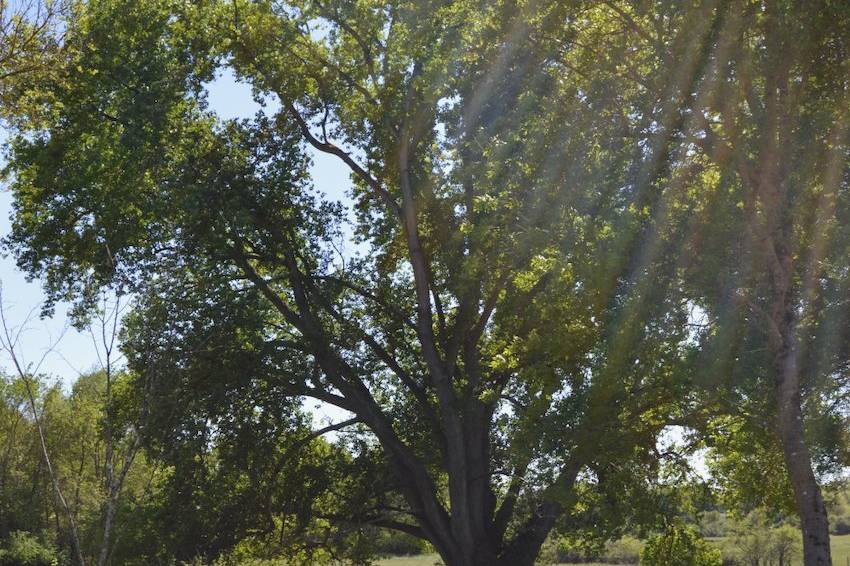 Arbre centenaire du Domaine