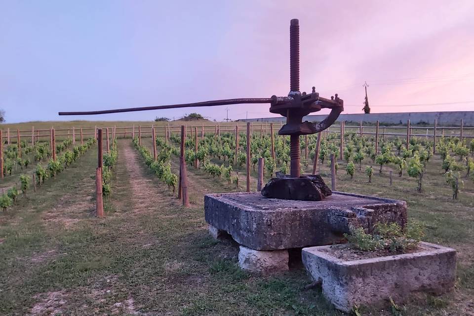 Vignes du parc