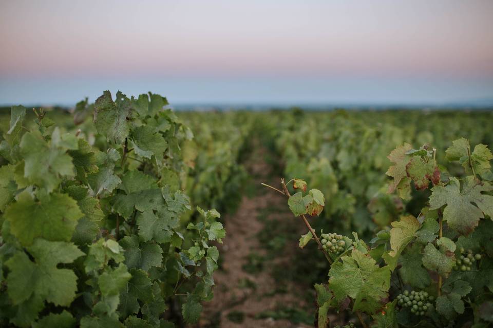 Vue sur les vignes