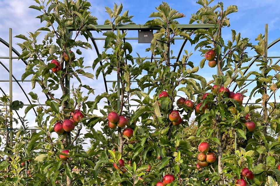 Pommier en contre-espalier