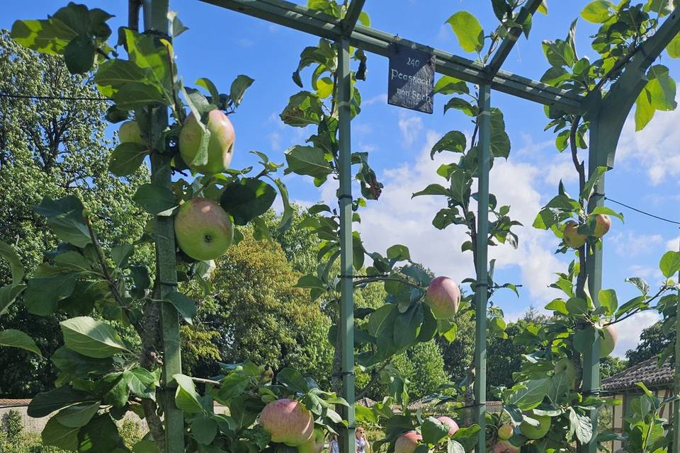 Pommier en contre-espalier