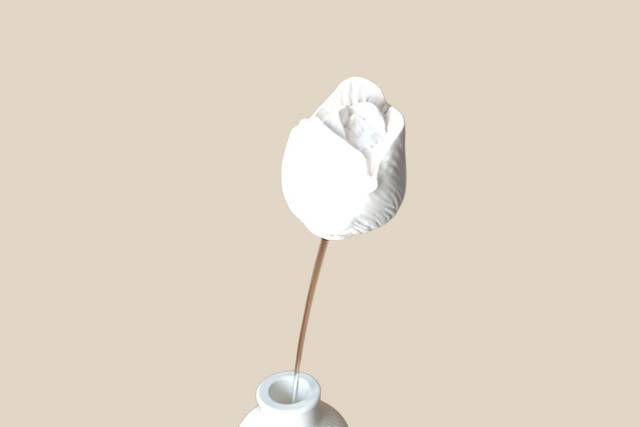 Tulipe d'Ivoire
