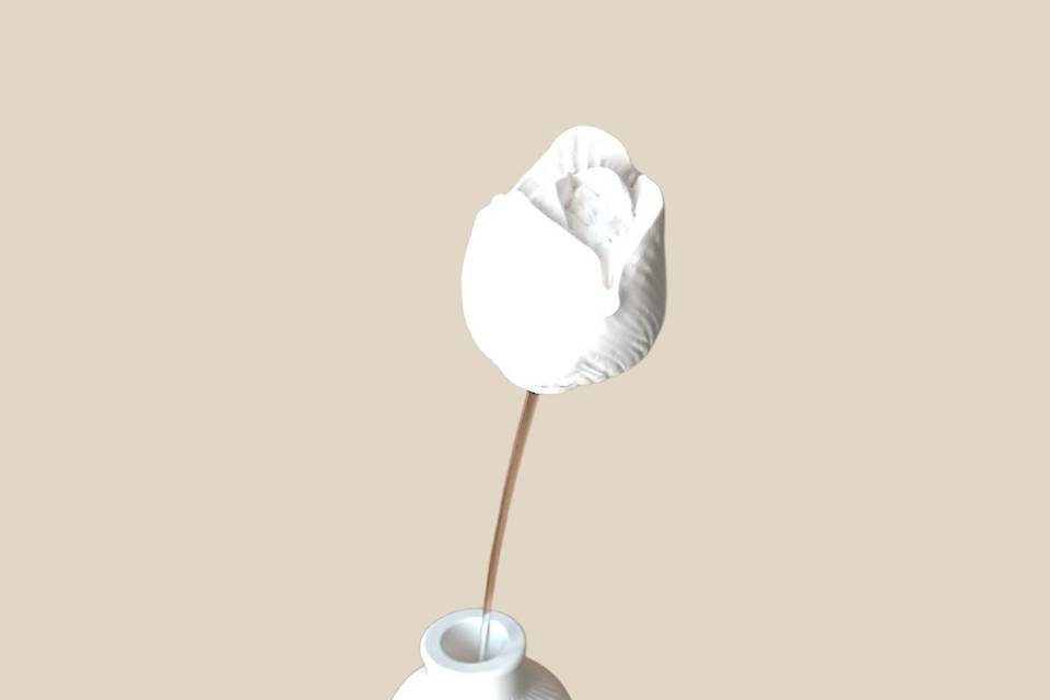 Tulipe d'Ivoire