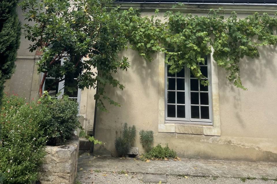 Vigne dans la coure