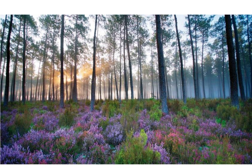 Les Landes