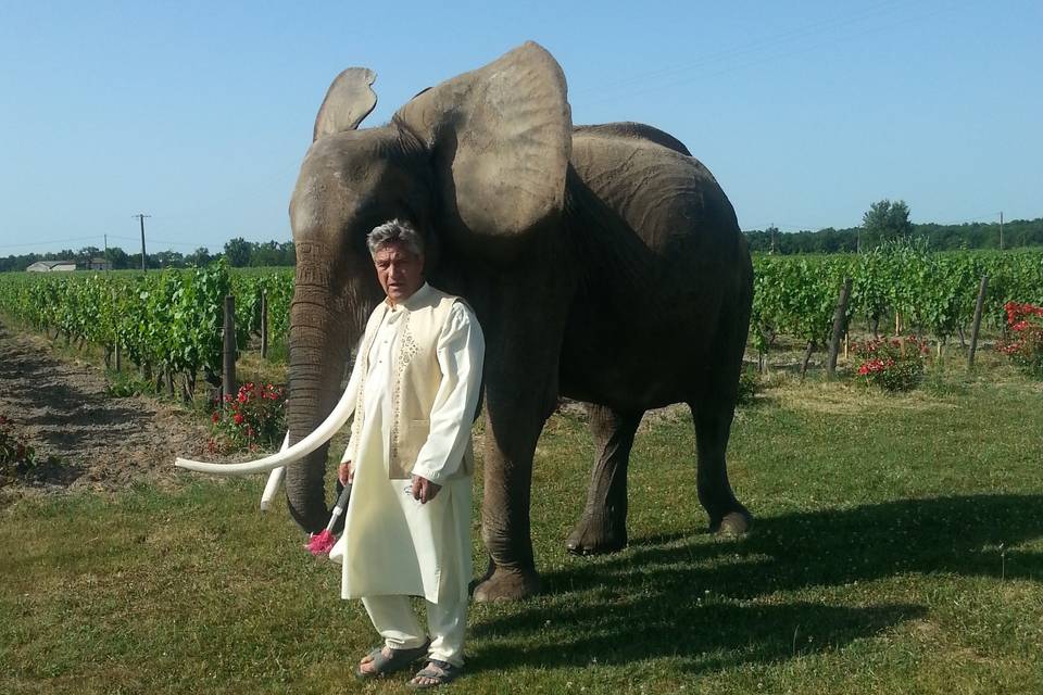 éléphant dans les vignes