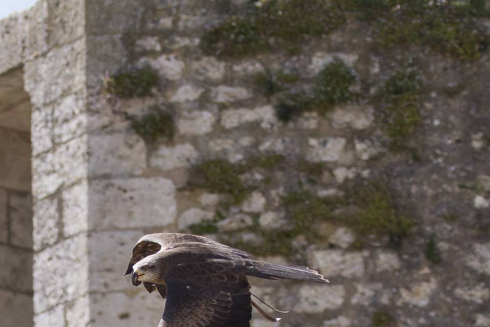 Spectacle de rapaces