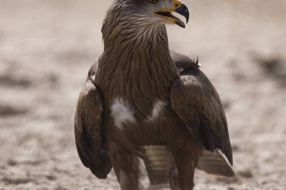 Spectacle de rapaces