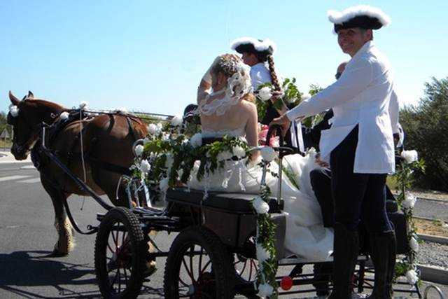 Cheval d'Ardèche