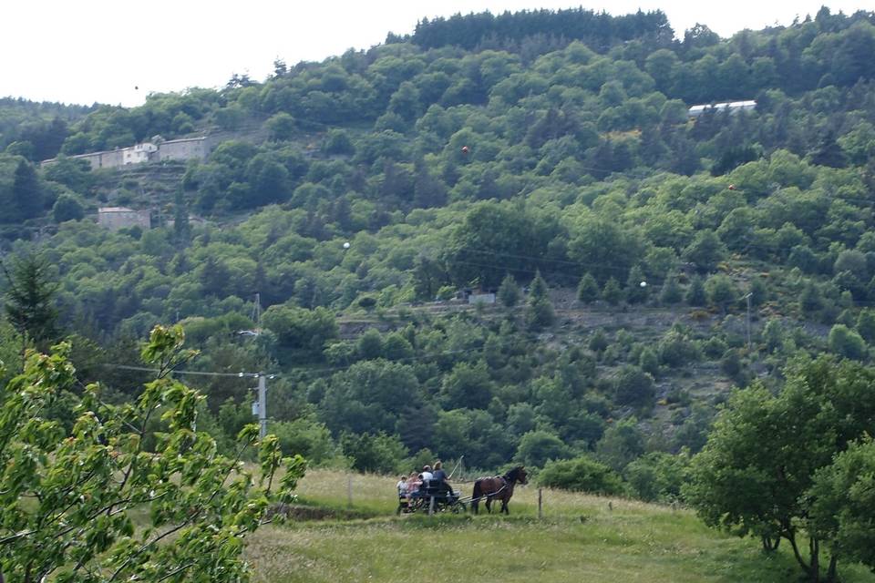 Cheval d'Ardèche