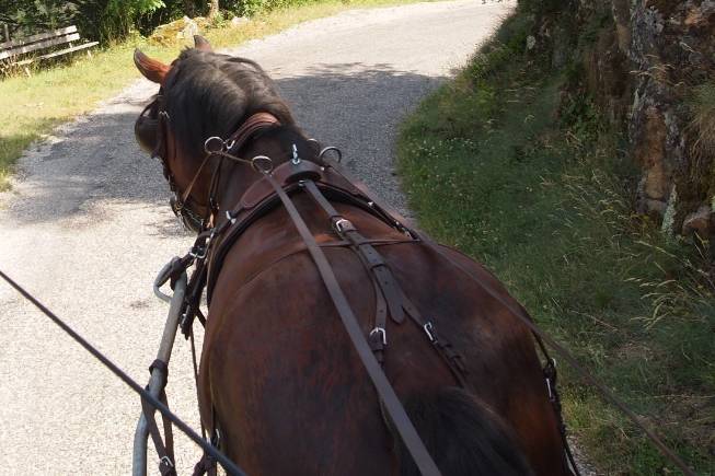 Cheval d'Ardèche