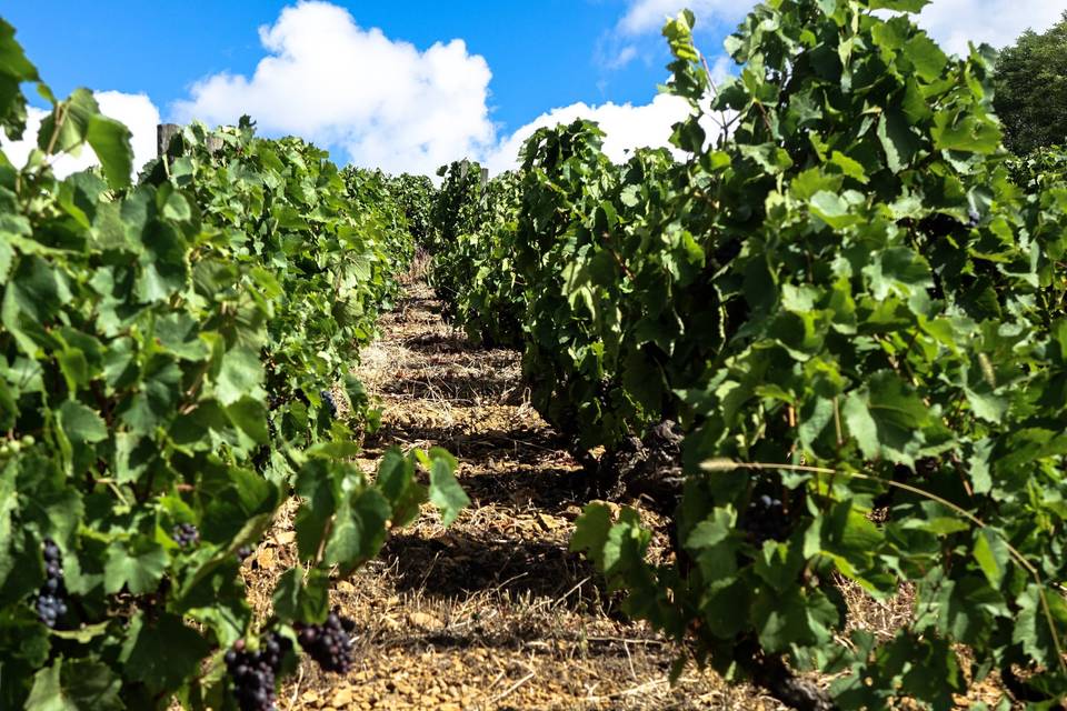 Vignes de Gamay