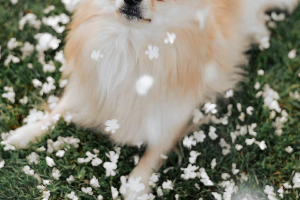 Chien de la mariee