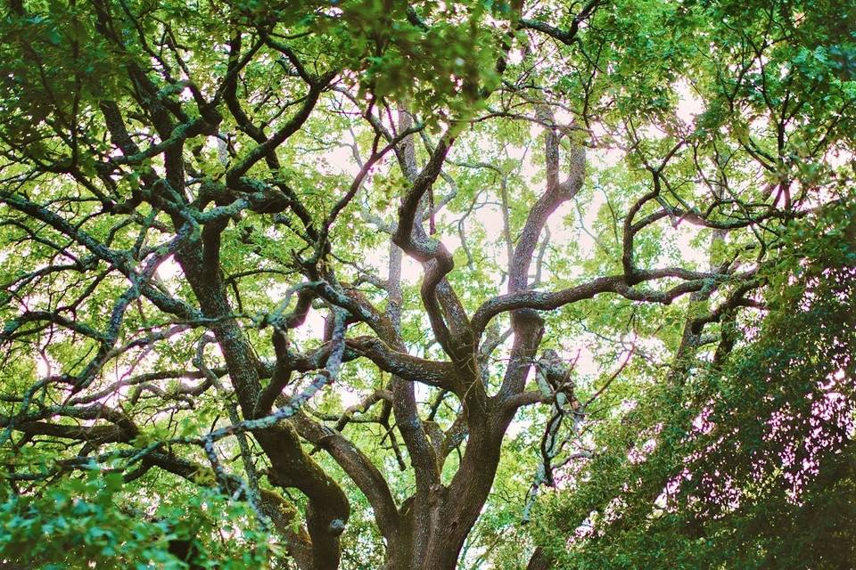 Arbre centenaire du Mas de Rey