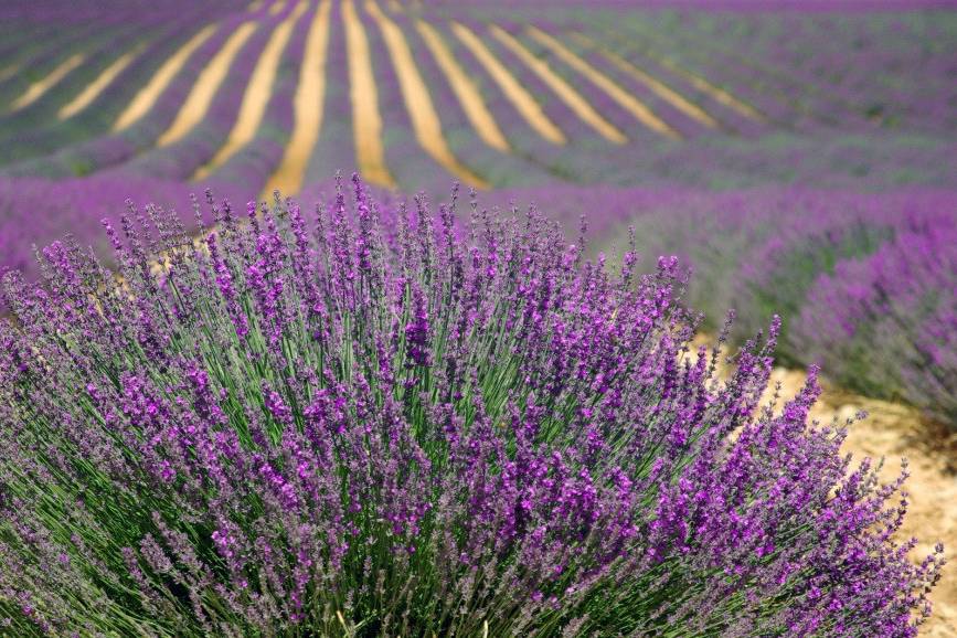 Lavande luberon