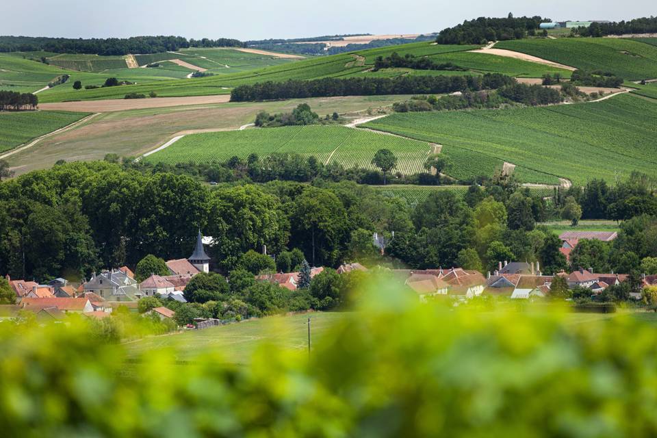 Le vignoble - Polisy