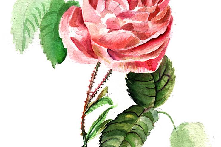 Une rose