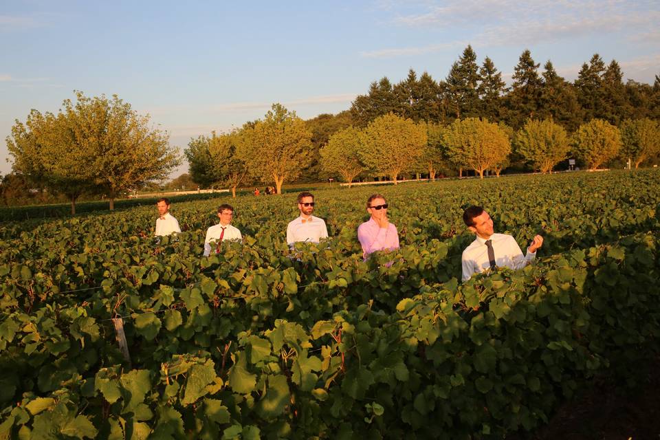 Soleil couchant sur les vignes