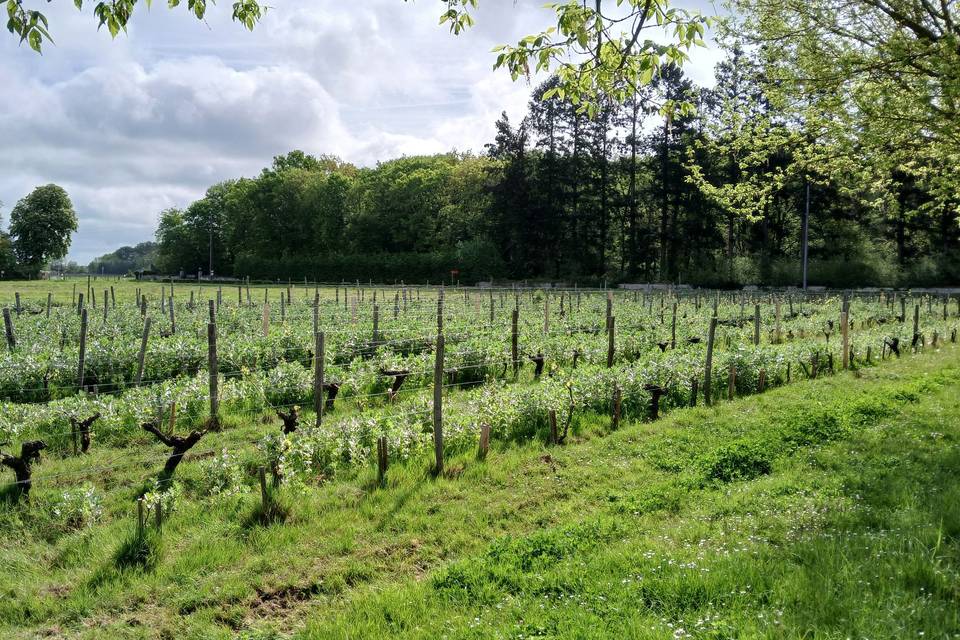 Nos vignes autour de la salle
