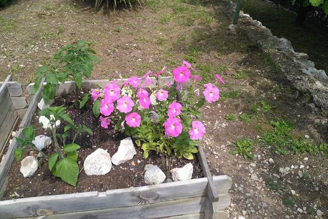 Fleurs du jardin