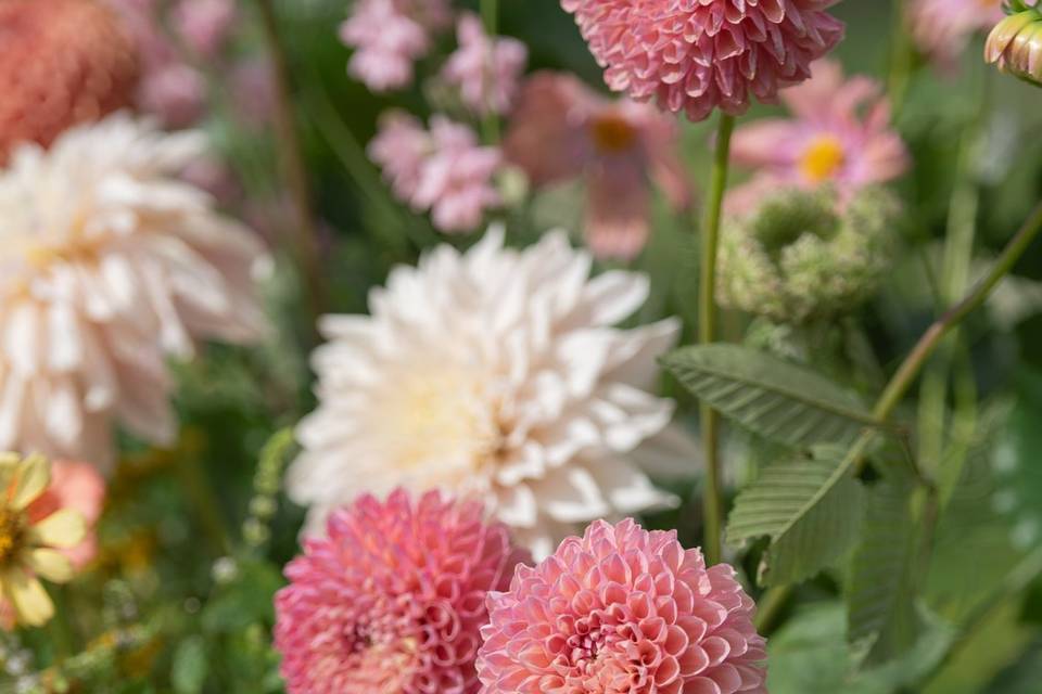 De jolis dahlias colorés