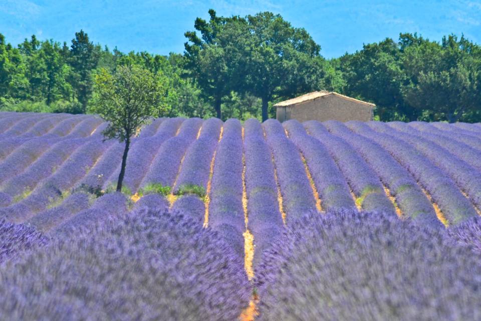 La région des lavandes