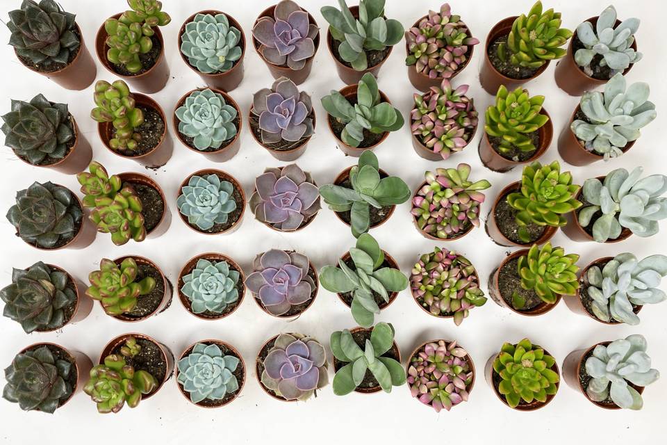 Plantes succulentes - Mariage