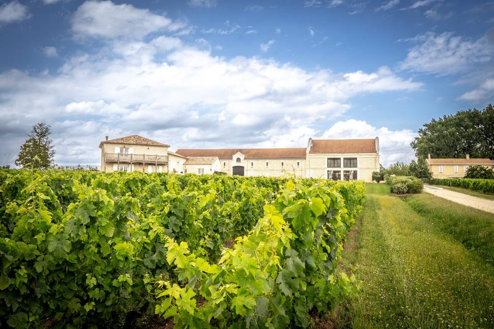 Le vignoble