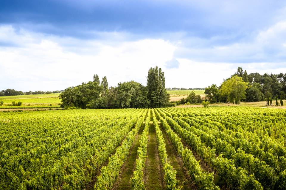 Le vignoble