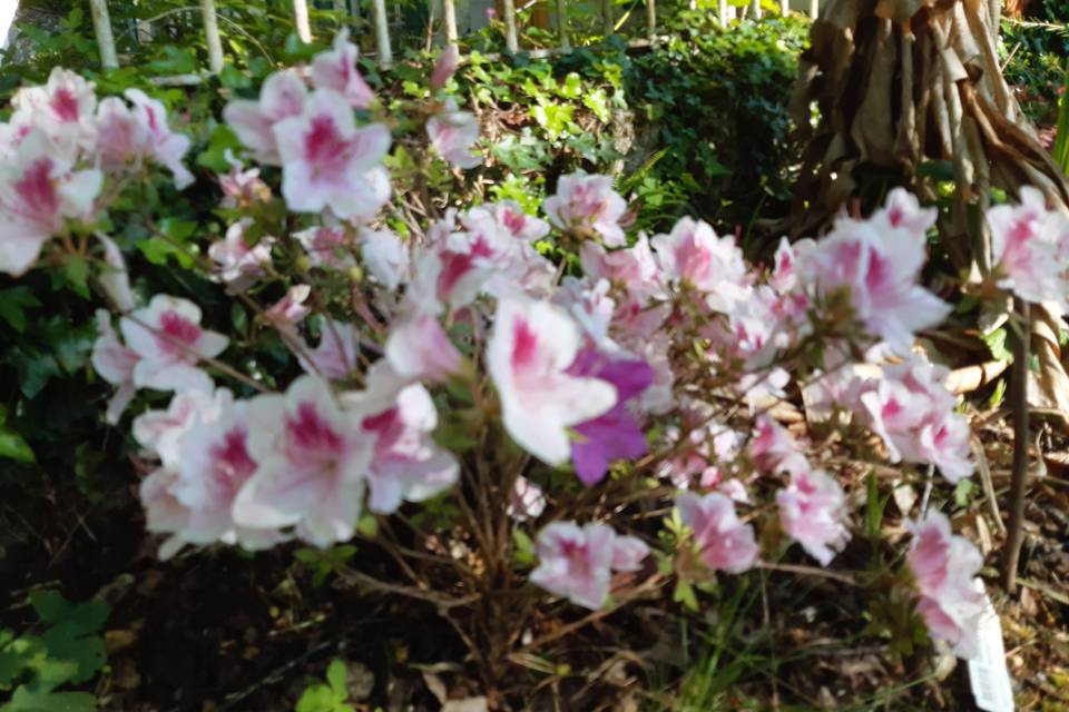 Jardin