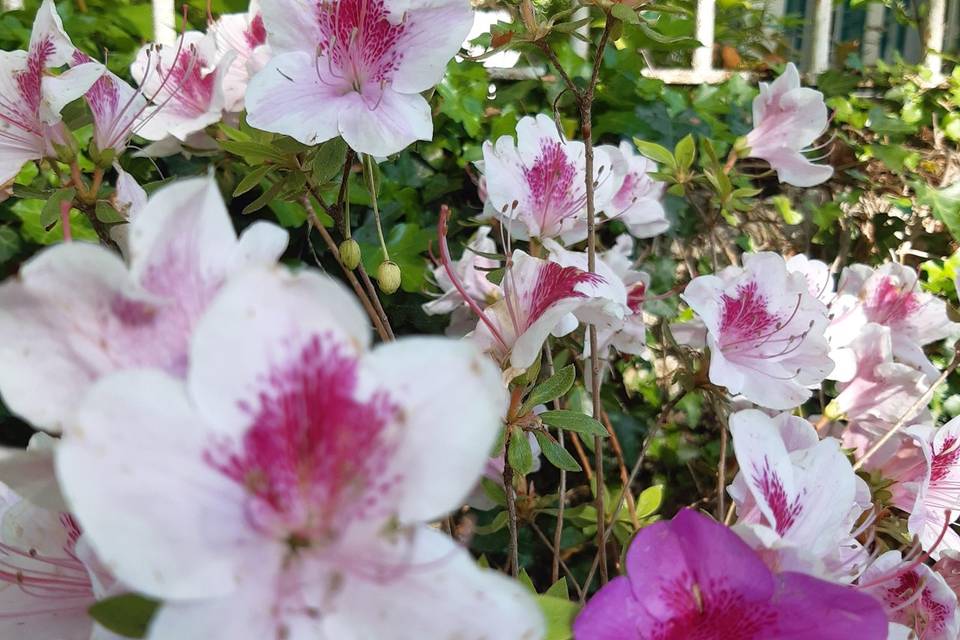 Jardin