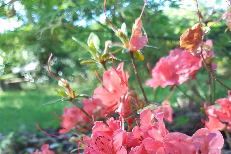 Jardin