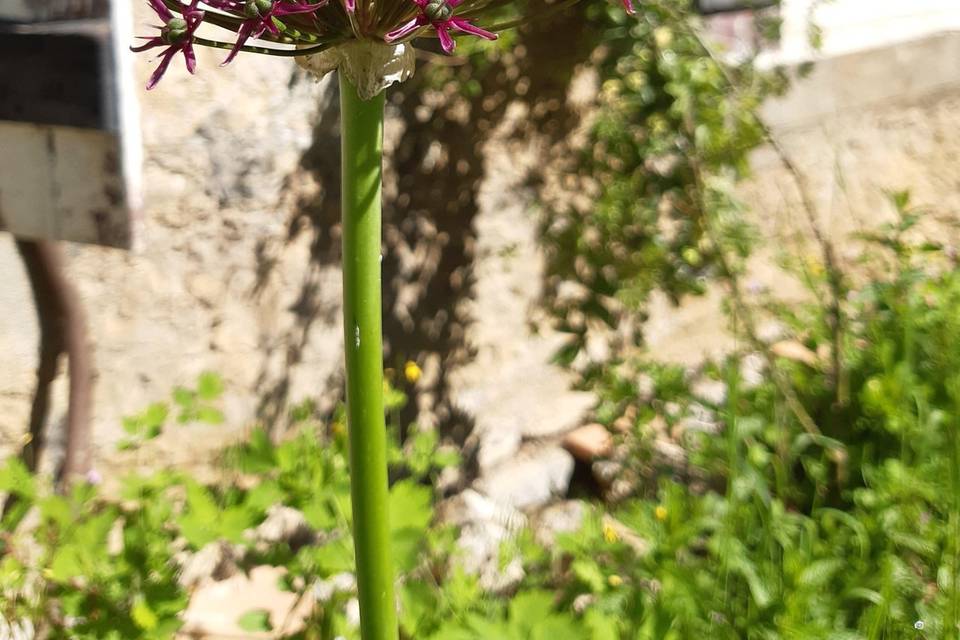 Jardin