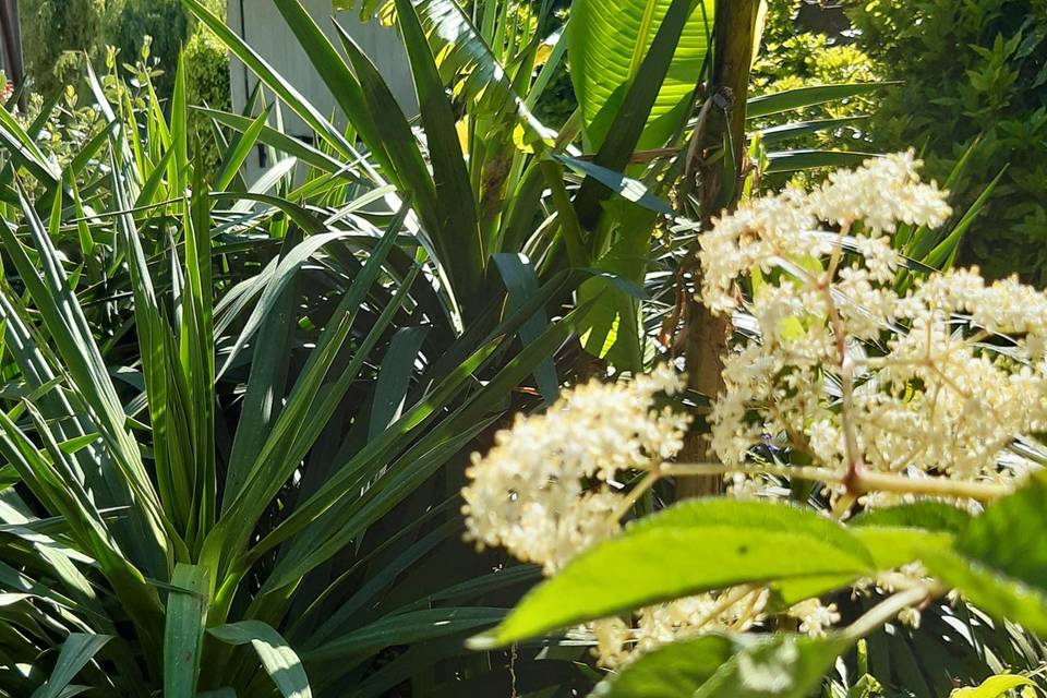Jardin