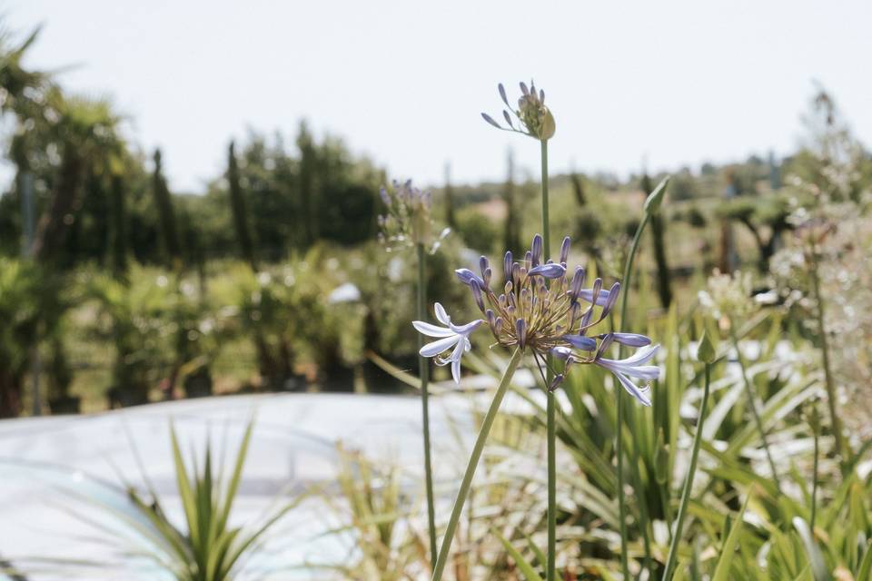 detail_fleur_agapanthe_jardin