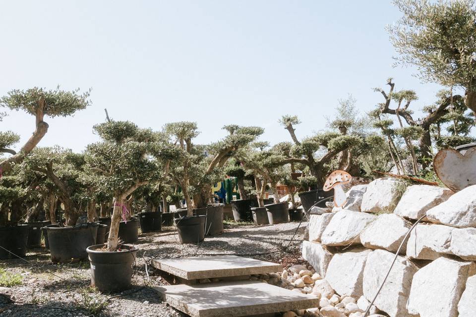 oliviers_en_pots_exterieur